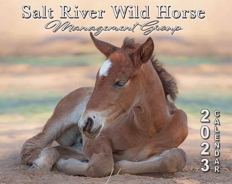 Salt River Wild Horses Calendar Max Marcelle