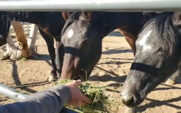 [Video] Alpine wild horses getting acclimated!