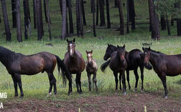 Reunion of rescued Alpine wild horses! Apache finds his lead mare Kiowa!