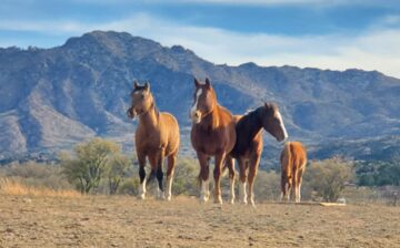 We are desperately in need of sponsors for Alpine wild horses!
