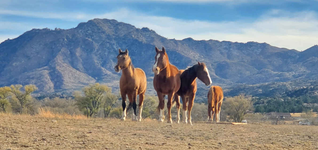 We are desperately in need of sponsors for Alpine wild horses!