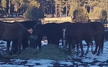 For those of you interested in wild horse behavior…(hopefully everyone?)