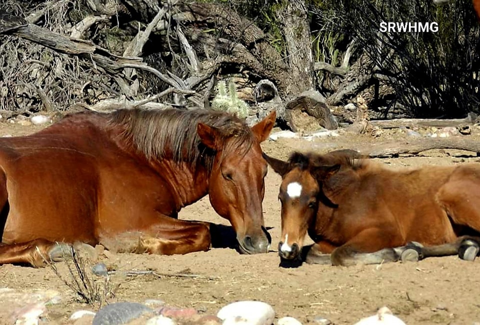 🎄️🙏📯A Christmas story about a Christmas miracle for wild horses.
