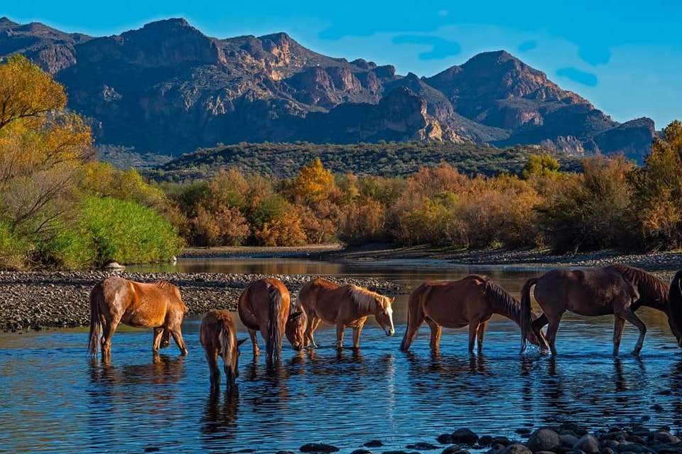 Saving Alpine horses while continuing to manage Salt River!