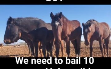 We need to bail out 10 more Alpine wild horses!