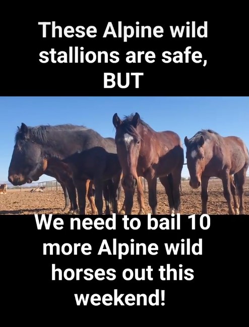 We need to bail out 10 more Alpine wild horses!