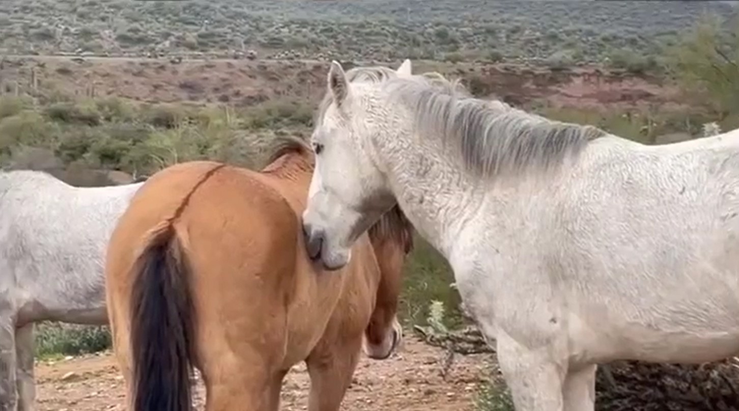 [video] Look at this endearing Salt River stallion dozing off 💗