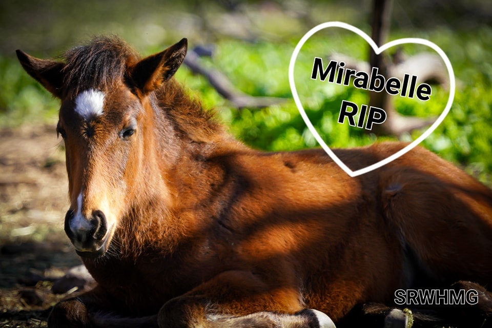In Memory of Mirabelle