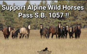 We applaud a new bill, S.B. 1057, to protect the Alpine horse herd!