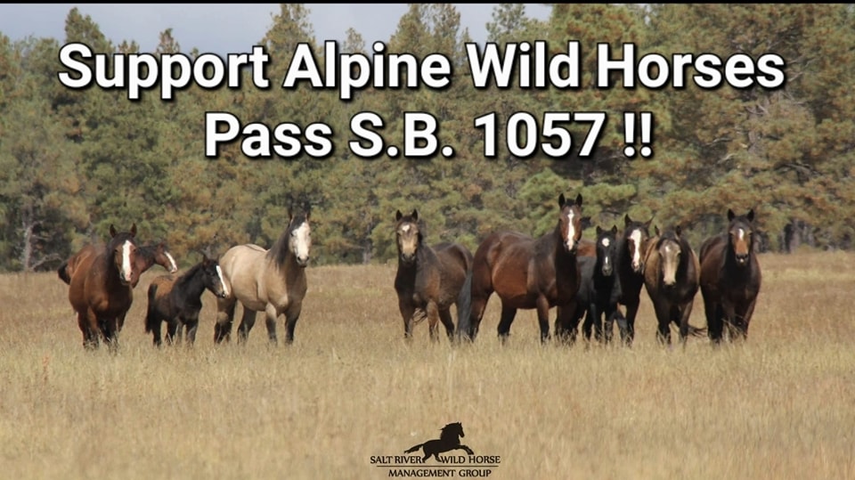 We applaud a new bill, S.B. 1057, to protect the Alpine horse herd!