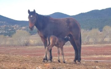 Little Alpine wild horse loves humans, who rescued her and her family at auction [video]