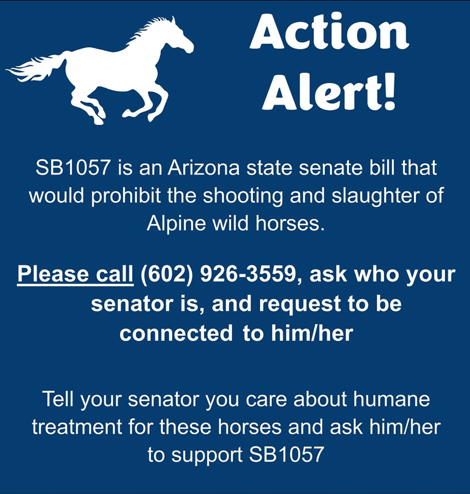 SPRING into ACTION for the Alpine wild horses because this bill is their very last chance!!!