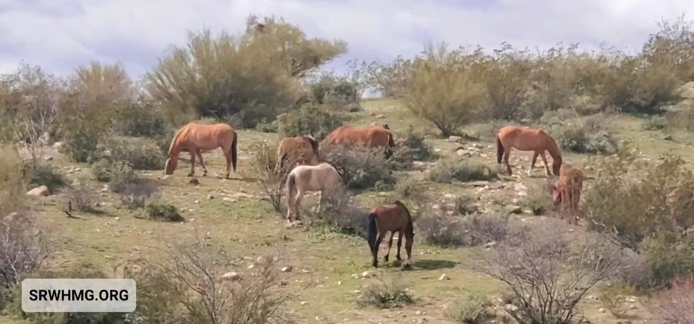 [Video] Wildly popular Salt River wild horses.