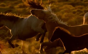 Coming Soon!! WILD BEAUTY: Mustang Spirit of the West