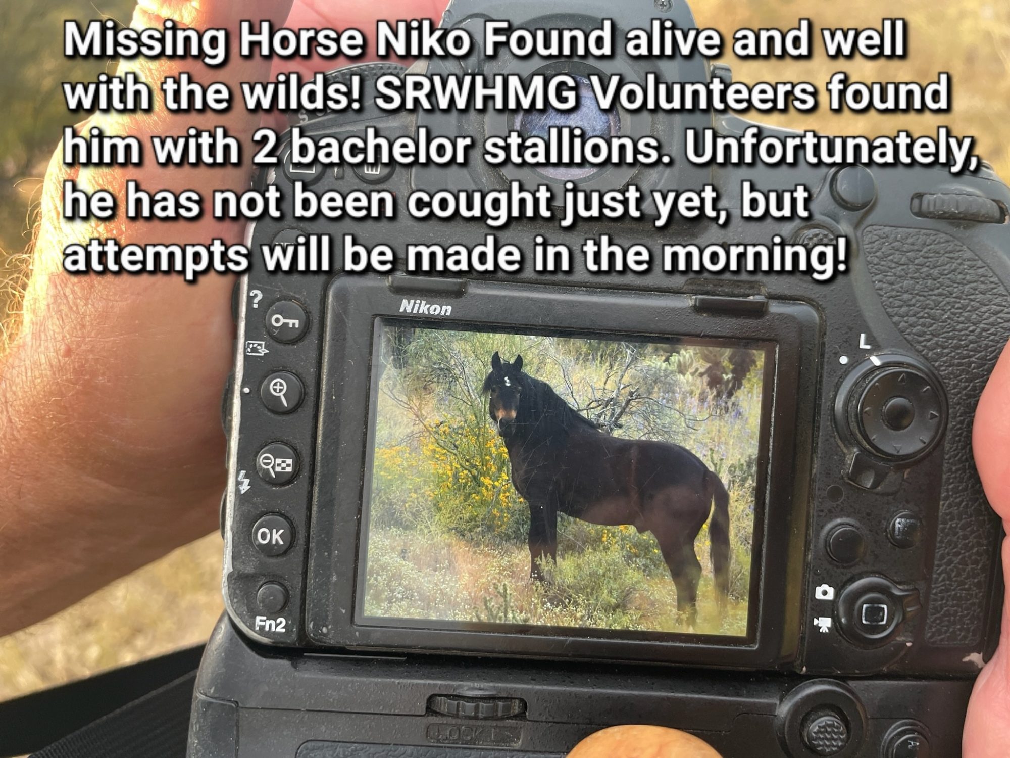 Good News!! SRWHMG volunteers locate missing domestic horse