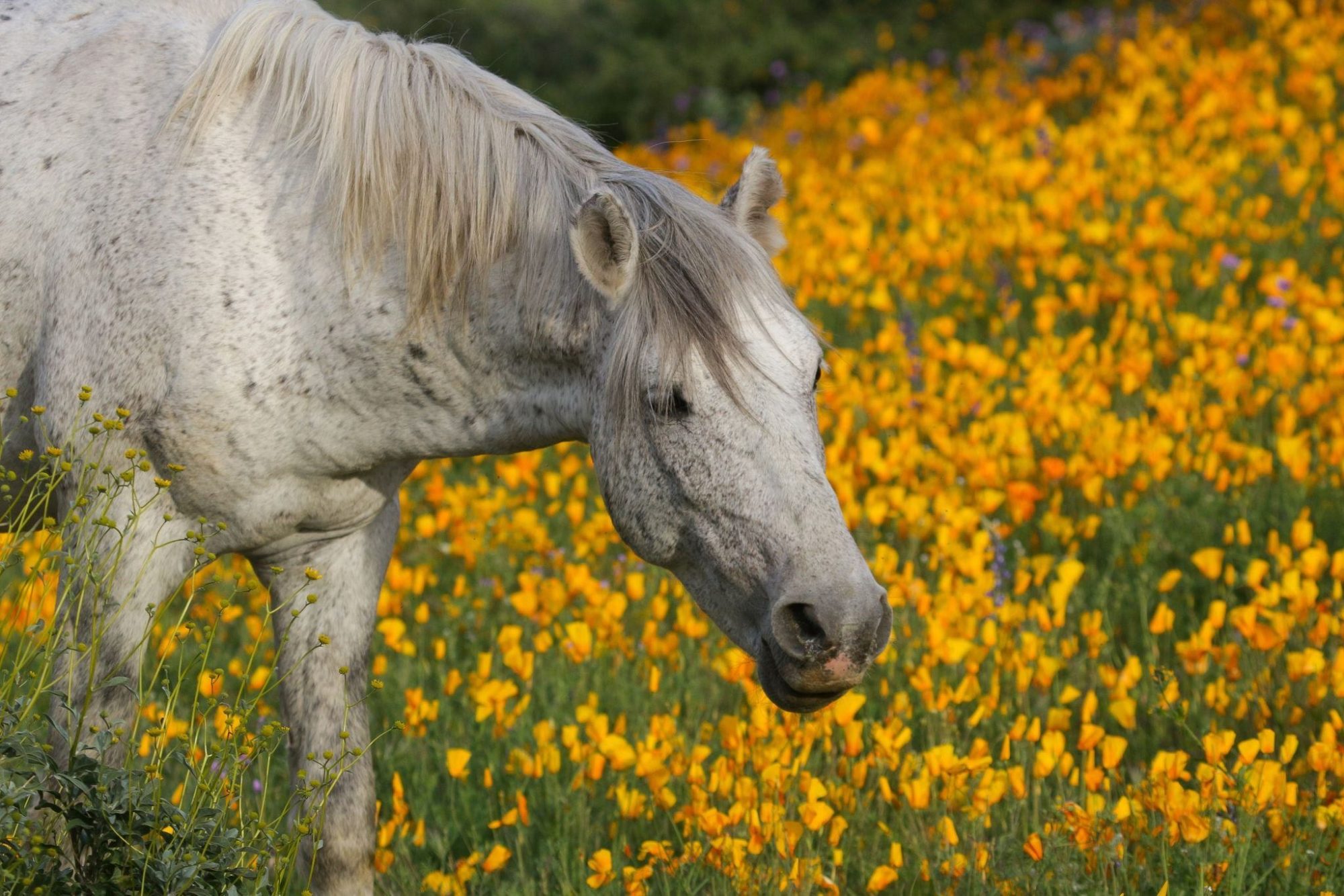 Poppy in the poppies!