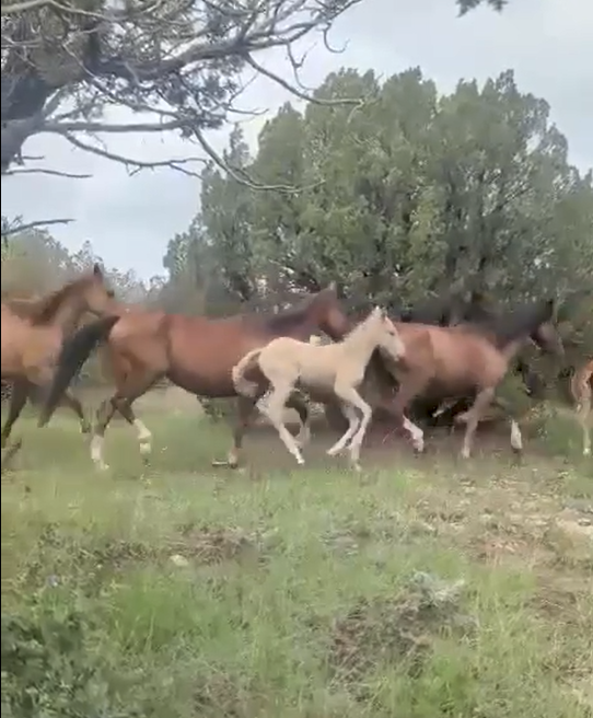 This just in! Video from #thewildhorserefuge of our Alpine wild mares and foals from the auctions!