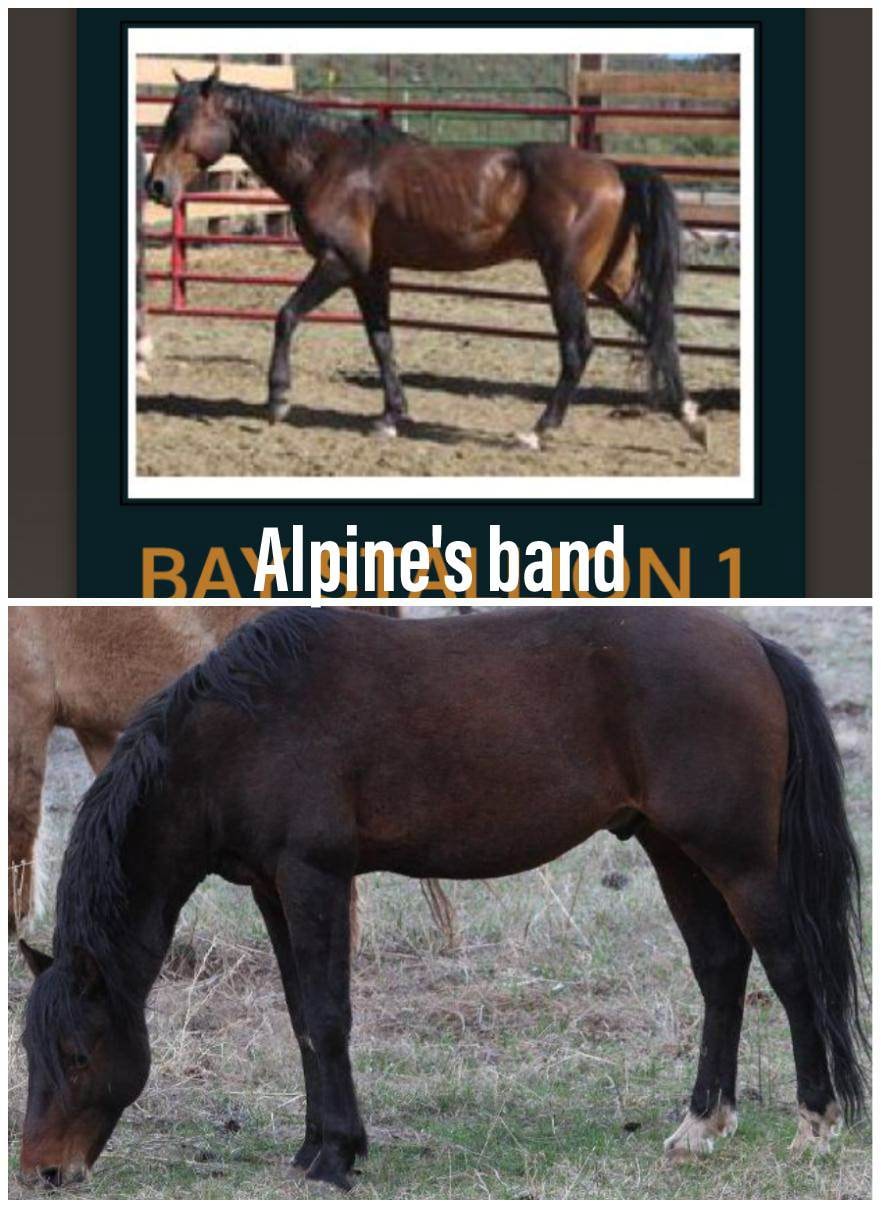 #AlpineWildHorses update