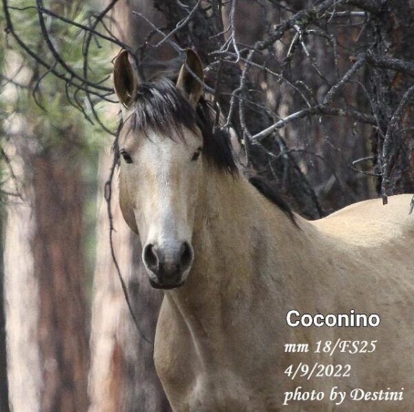 Beautiful, ever watchful lead stallion Coconino. Salt River