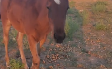 This cute little Alpine wild horse needs your help!