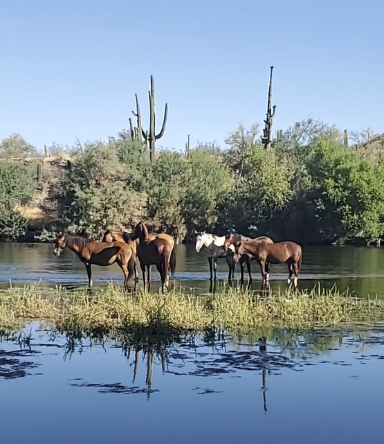 The ever beautiful, ever peaceful, ever loved Salt River wild horses.