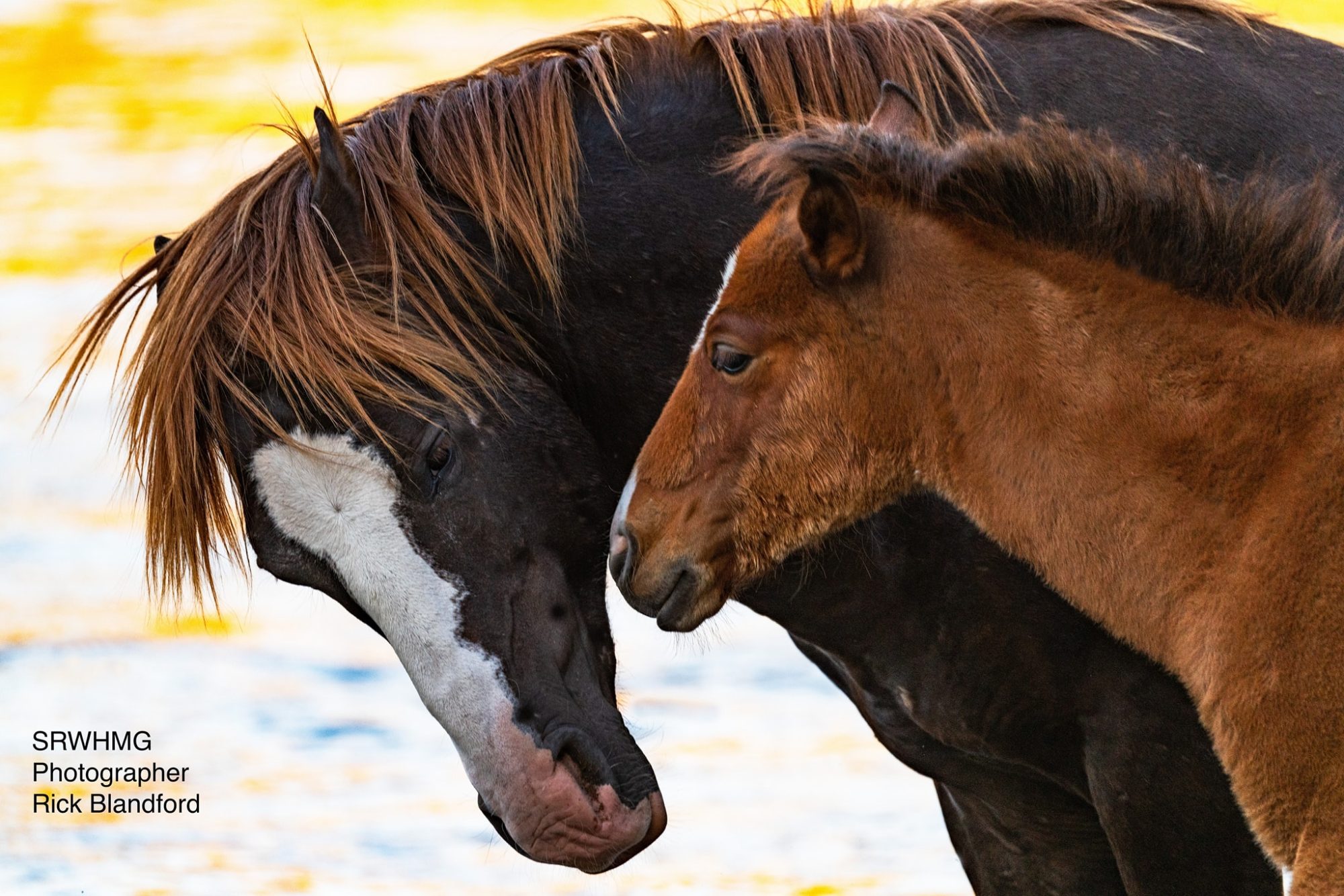 HAPPY FATHER’S DAY to all fathers of every species.