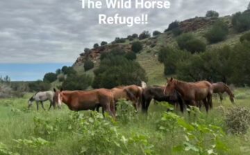 Our first load of Alpine wild horses made it to #thewildhorserefuge!