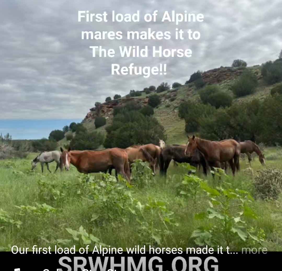 Our first load of Alpine wild horses made it to #thewildhorserefuge!