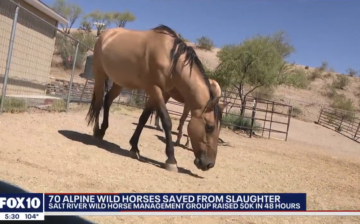 We need more time and more resources to save more Alpine wild horses.