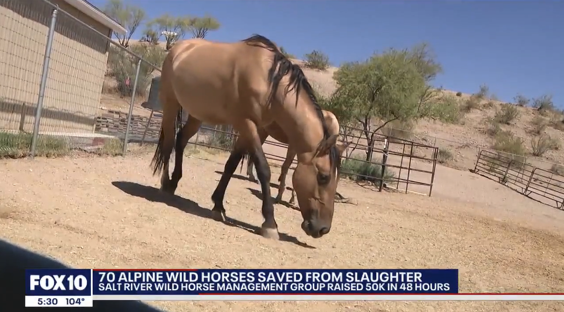 We need more time and more resources to save more Alpine wild horses.
