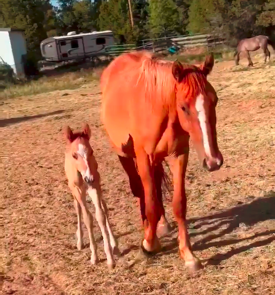 New Alpine baby, born early this morning,  “talks” to SRWHMG volunteer!