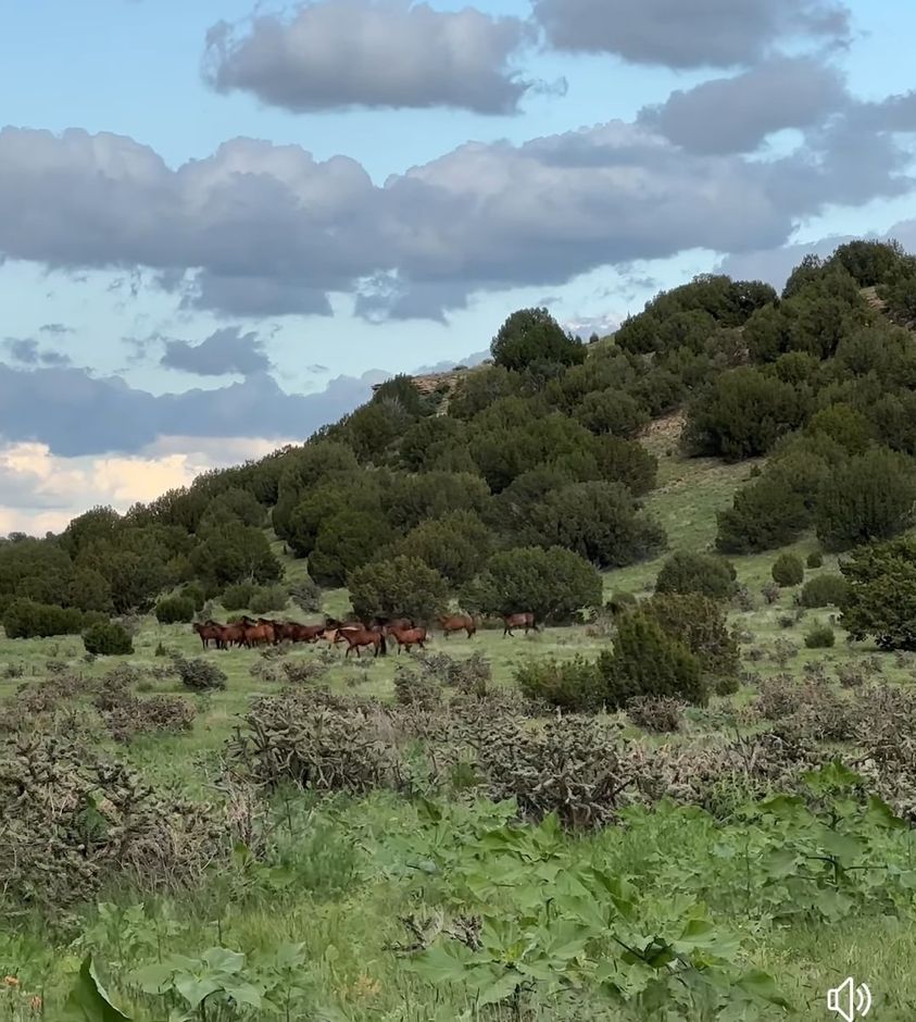 THIS. The Wild Horse Refuge!