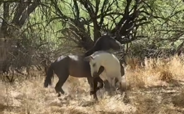 Watch this awesome video of two of our most popular boys sparring, Coyote and Rascal!
