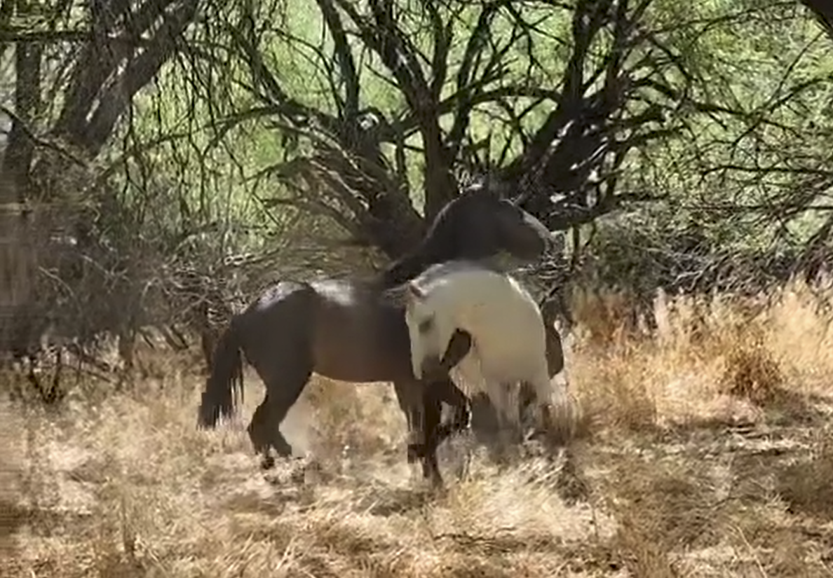 Watch this awesome video of two of our most popular boys sparring, Coyote and Rascal!