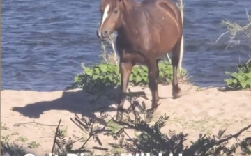 What an amazing sight seeing the Salt River wild horses crossing the Salt River together!