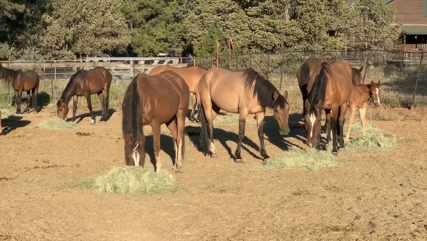 SRWHMG “Short term holding”, mares and foals. So peaceful!