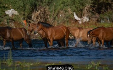 Those wild horses are just ruining the environment of the lower Salt River, right?