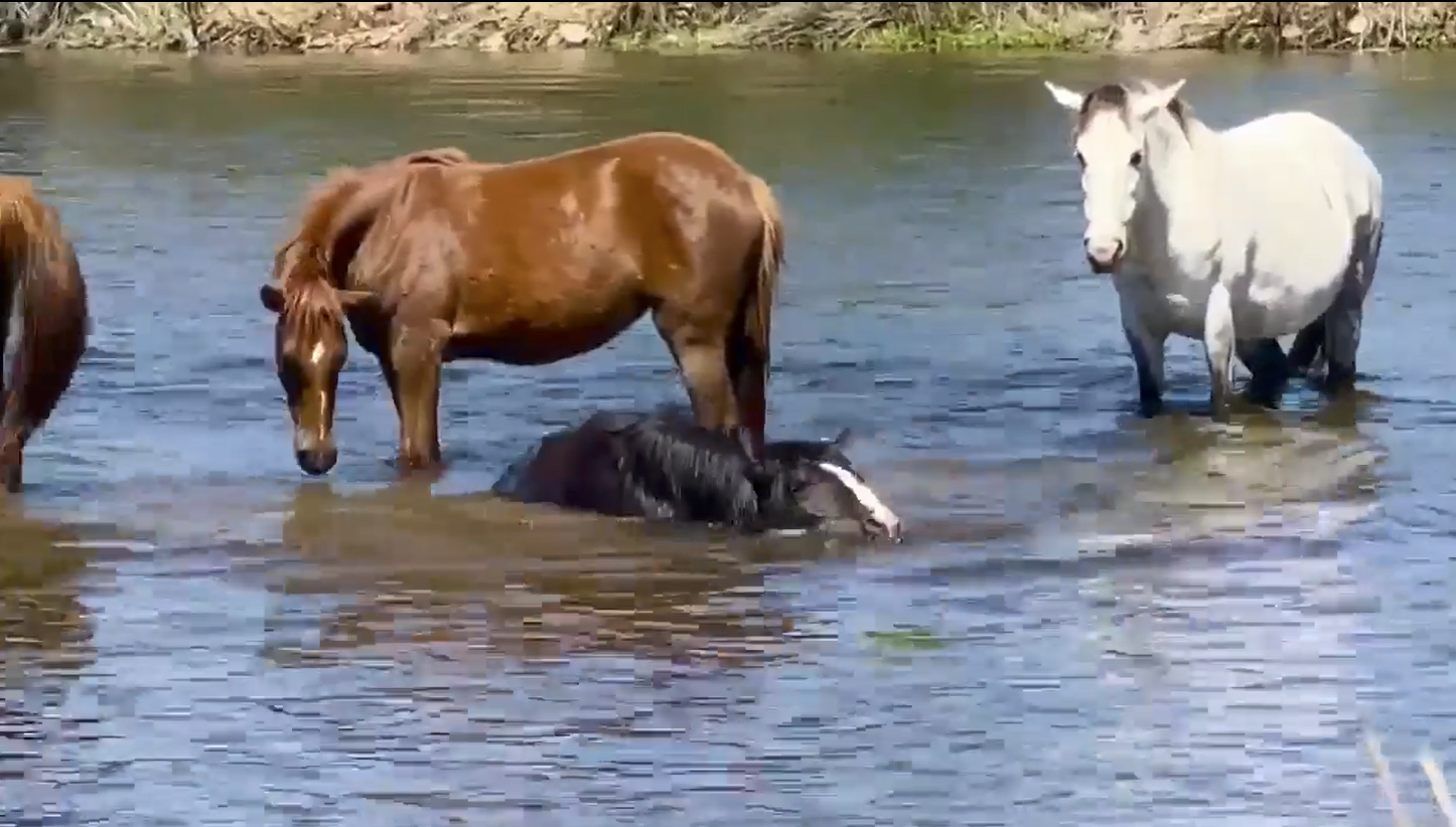 Stay cool and be cool to wild horses! Enjoy this viral video one more time!