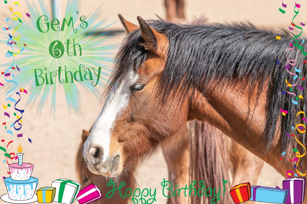 happy birthday horse pictures