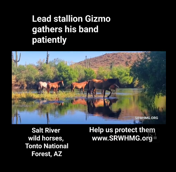 Watch Gizmo gather his band to cross the river!
