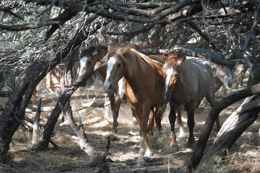 When you haven’t seen a wild horse all day, this is where they are…