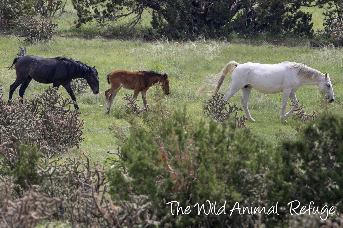 Alpine wild horses get a new home after the Apache Sitgreaves Forest Service evicted them.
