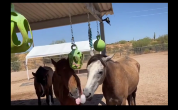These are fun enrichments for our rescues to get through the hot summer.