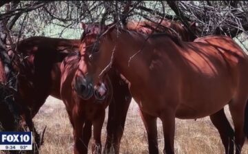 FOX 10 Phoenix: Arizona forest refuses offer from group to help control wild horse population. Here’s the reason why