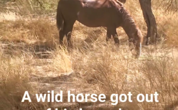 When a wild horse gets out of the Salt River horse boundary, he is not safe.