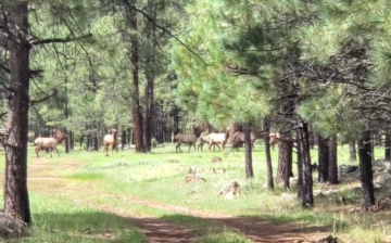 Are there any wild horses left in the Apache Forest? Simone is there to investigate.