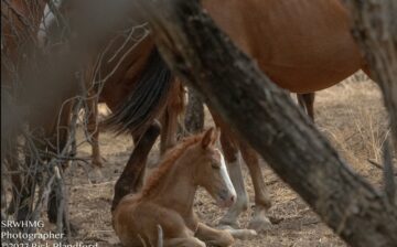 Please keep the Salt River wild horses in your thoughts and prayers, as we hope for a dismissal of the case against them.
