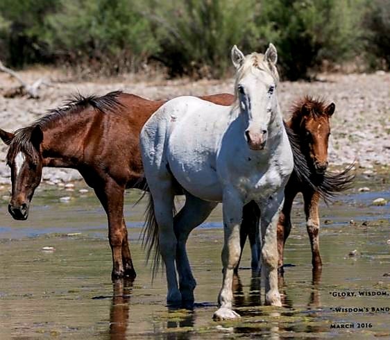 A little Salt River wild horse history.