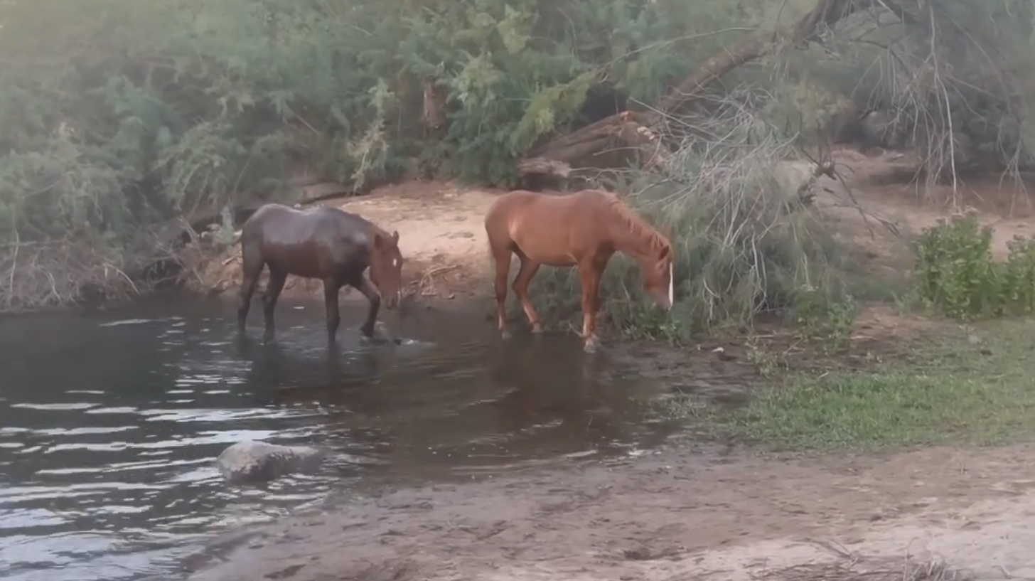 The life of a Salt River wild horse: You are taking your morning bath and people gather all around u to watch…