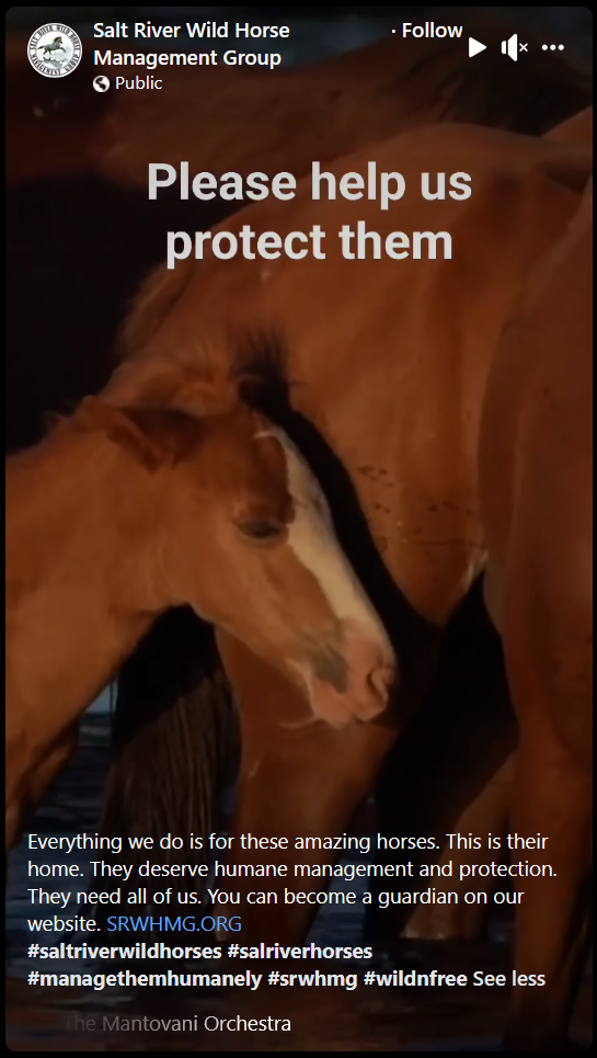 Everything we do is for these amazing horses.